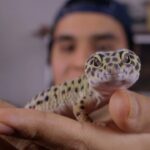 Consejos para cuidar un Gecko Doméstico: Lo que Necesitas Saber