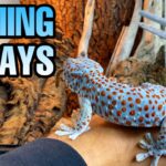 Cómo cuidar un Gecko Tokay: Una guía para los principiantes