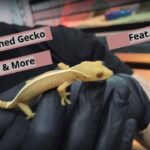 Cómo Cuidar a tu Gecko Vittatus: Los Mejores Consejos para su Bienestar