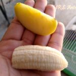 Cómo los Cuyos Comen Plátano y Beneficios de su Alimentación