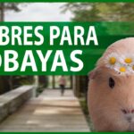 Los Mejores Nombres para Tu Cobaya: ¡Elija el Perfecto para Su Mascota!