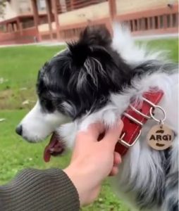 Collar antiparasitos perro