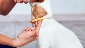 Collar antipulgas para perros