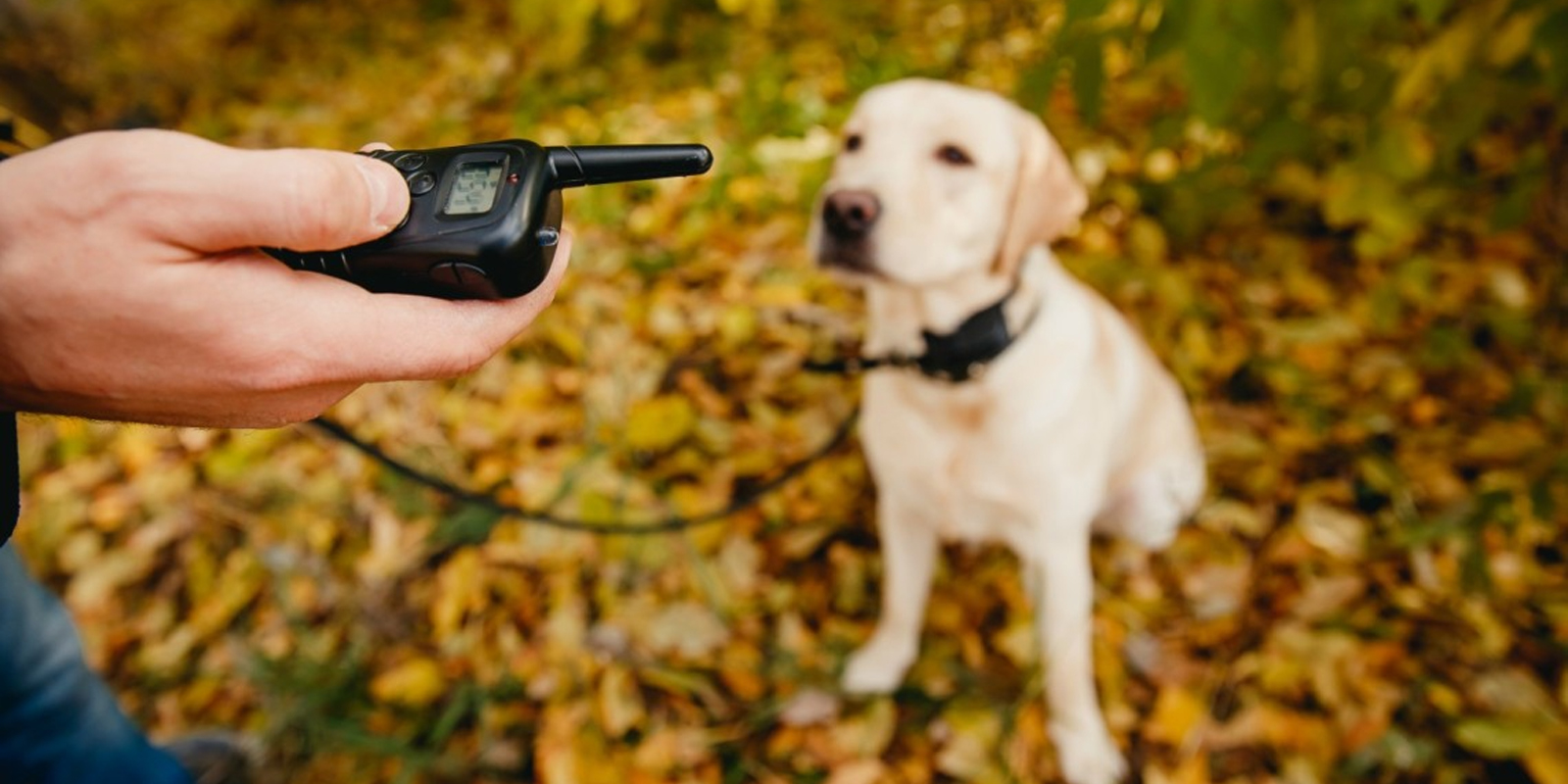 Collar eléctrico para perros